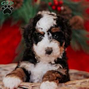 Berti, Mini Bernedoodle Puppy